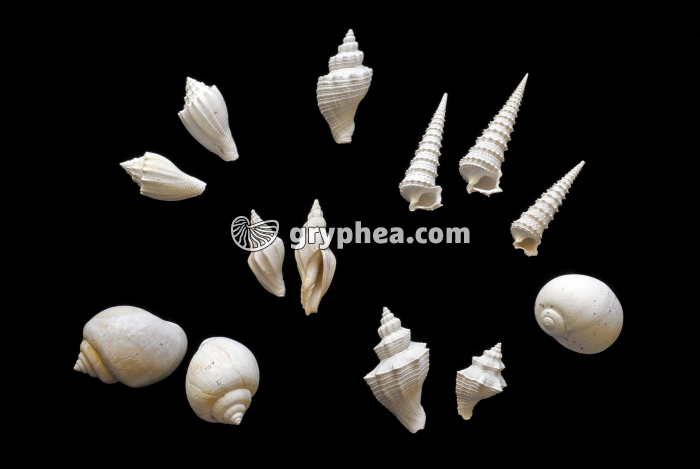 Fossiles de Mollusques du Bartonien - gryphea.org